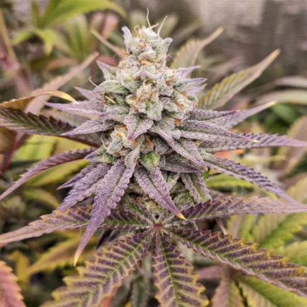 SUGAR BOMB PUNCH DUTCH PASSION MALAGANJAH (2)