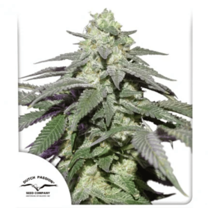 Skywalker Haze Dutch Passion Málaganjah (4)