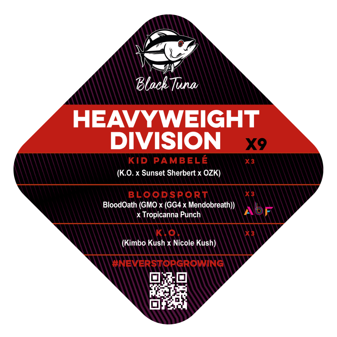 Heavyweight Division Black Tuna Málaganjah Autocultivo