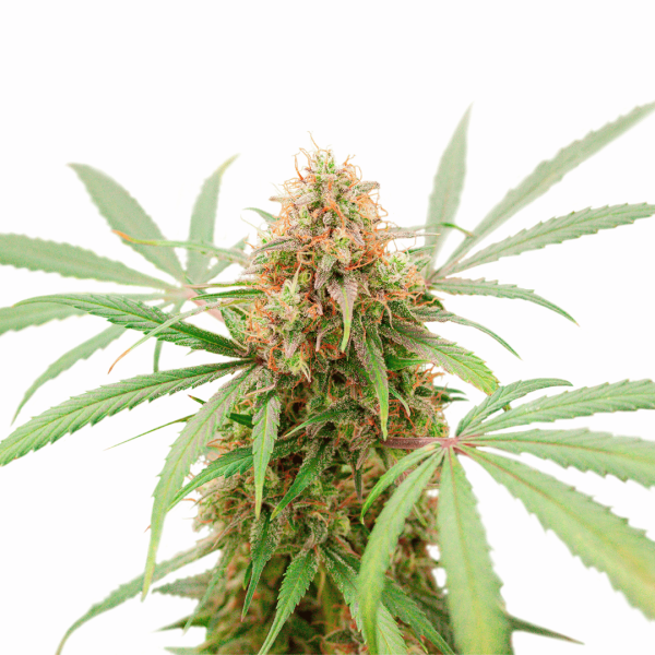 Auto Ak Triple Haze x3 Málaganjah Super Sativa Seeds Club Colombia