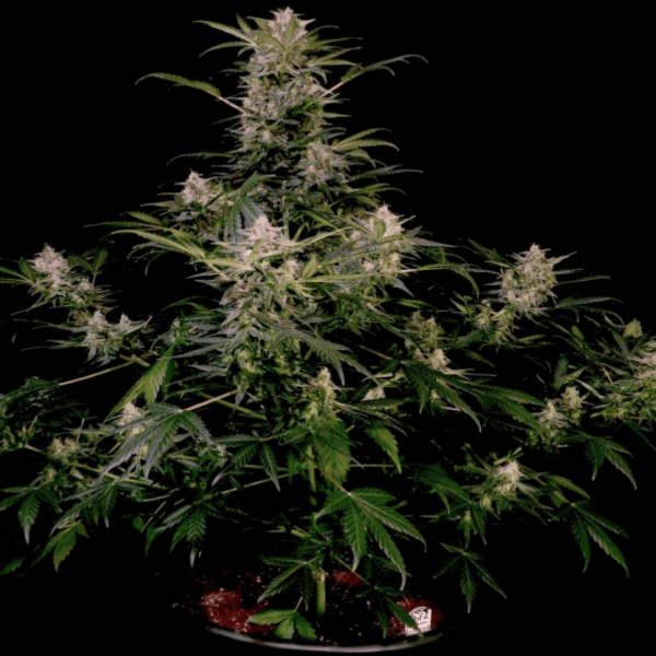 Auto Ak Triple Haze - Imagen 3