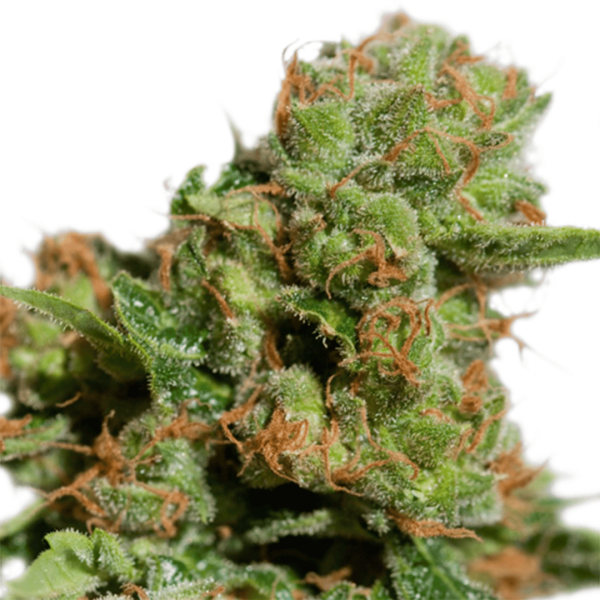 Auto Bruce Lemon Diesel X 3 Málaganjah Super Sativa Seeds Club
