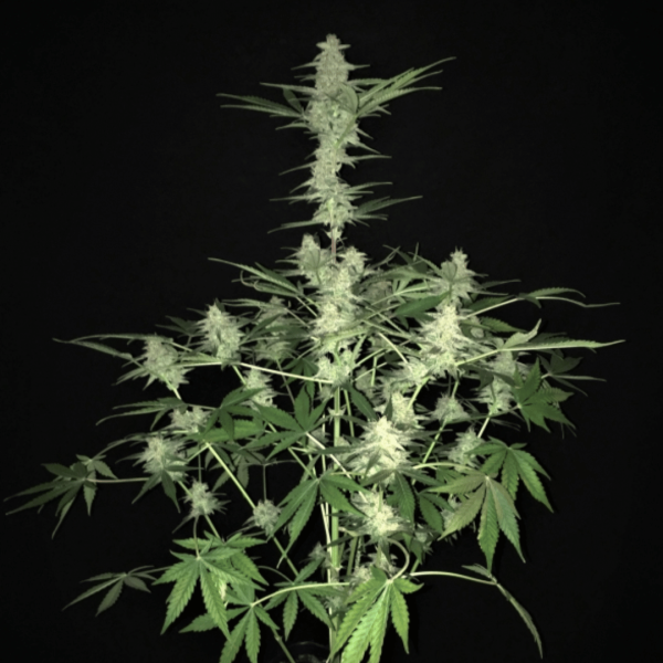 Auto Bruce Lemon Diesel X 3 Málaganjah Super Sativa Seeds Club Autocultivo