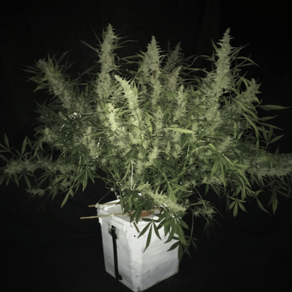 Auto Bruce Lemon Diesel X 3 Málaganjah Super Sativa Seeds Club Colombia
