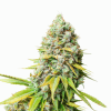 Kosher Haze Málaganjah Super Sativa Seeds Club