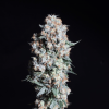 Kosher Haze Málaganjah Super Sativa Seeds Club Colombia