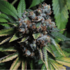 Kosher Haze Málaganjah Super Sativa Seeds Club SSSC