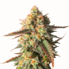 Strawberry Chemdawg Og Málaganjah Colombia Super Sativa Seeds Club
