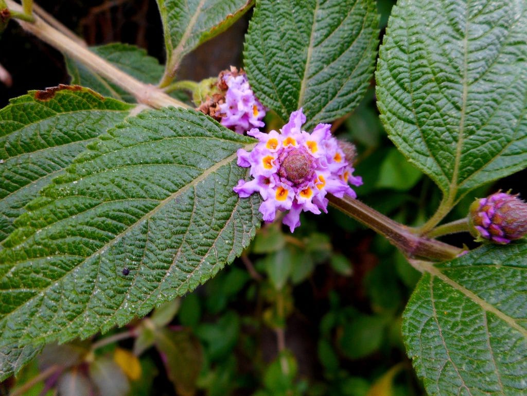 Lippia Alba