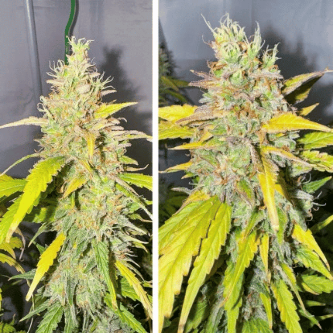 Auto Candy Bubatz XL Málaganjah Dutch Passion Autocultivo