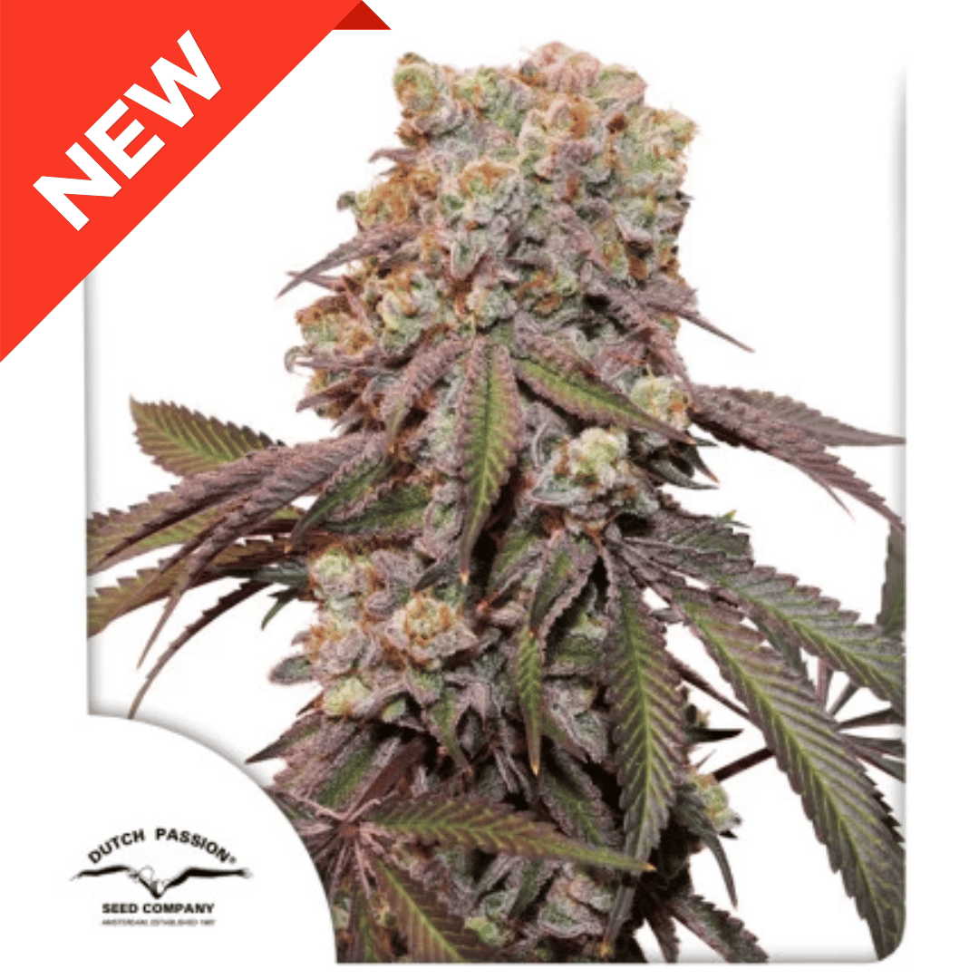 Auto Candy Bubatz XL Málaganjah Dutch Passion Colombia