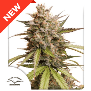 Auto Melonade Runtz Málaganjah Colombia Dutch Passion