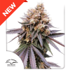 Gmo Fast Málaganjah Dutch Passion