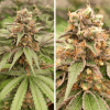 Gmo Fast Málaganjah Dutch Passion Colombia