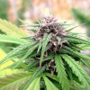 Hollands Hope Dutch Passion Málaganjah Colombia Indica
