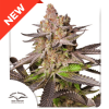 Melonade Runtz Málaganjah Colombia Dutch Passion