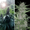 Shaman Málaganjah Colombia Dutch Passion Sativa