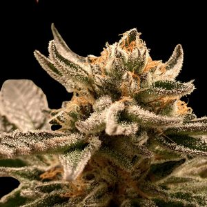 Sublimator Auto
