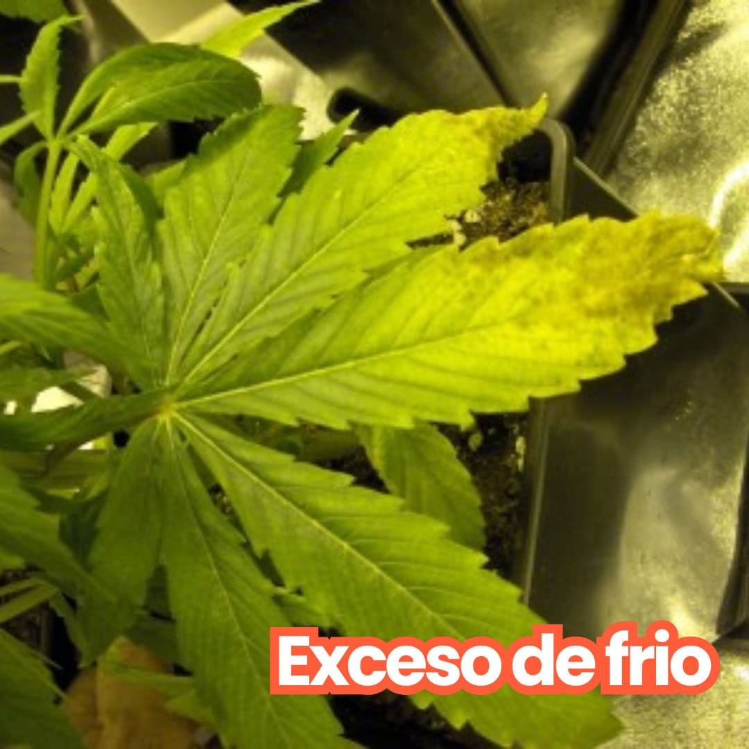 CUADRADA-BLOG-MALAGANJAH-3