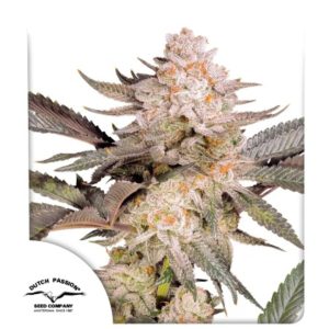 Orange Bud 2.0