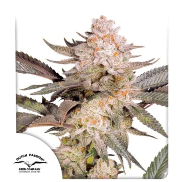 Orange Bud 2.0