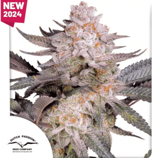 Orange Bud 2.0 Málaganjah Dutch Passion Colombia