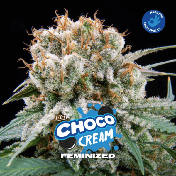 Choco Cream BSF Málaganjah Colombia