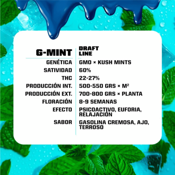 G-Mint Feminizada BSF Málaganjah Colombia