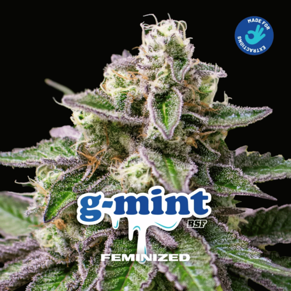 G-mint BSF Málaganjah Colombia