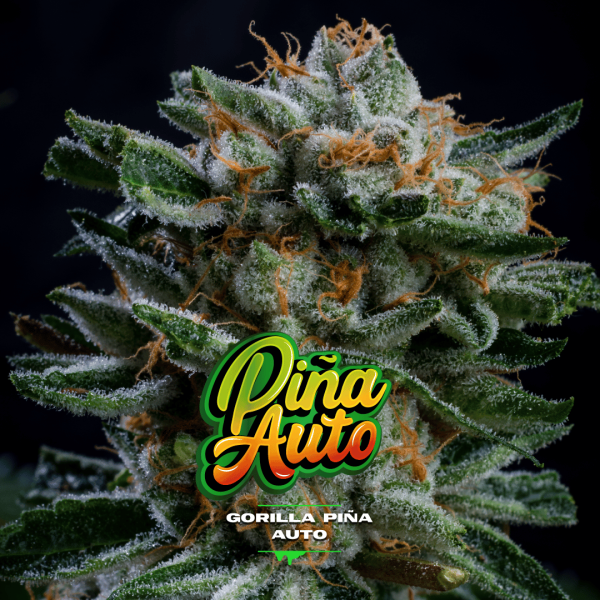Gorilla Piña Auto BSF Málaganjah Colombia