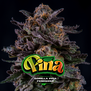 Gorilla Piña BSF Málaganjah Colombia