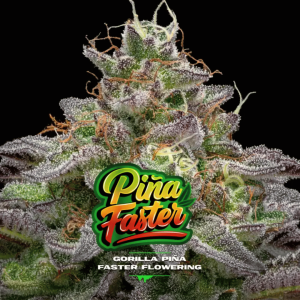 Gorilla Piña Faster BSF Málaganjah Colombia