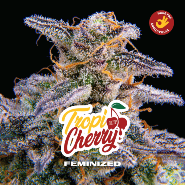 Tropicherry BSF Málaganjah Colombia
