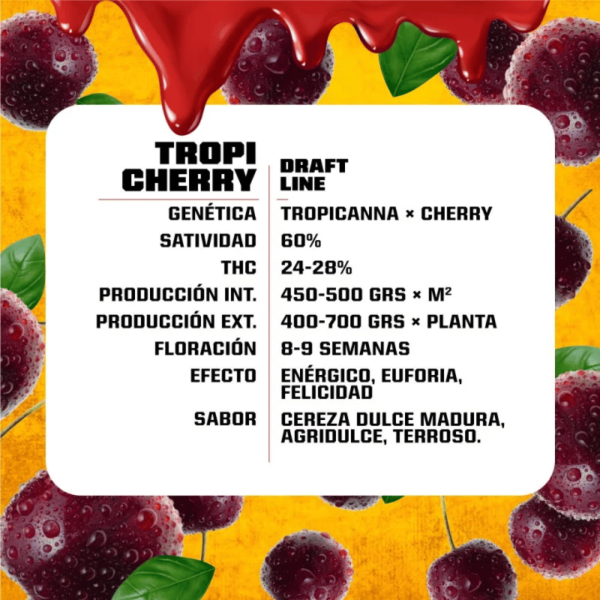 Tropy Cherry Feminizada BSF Málaganjah Colombia