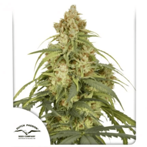 Auto Cbd-Victory X 3