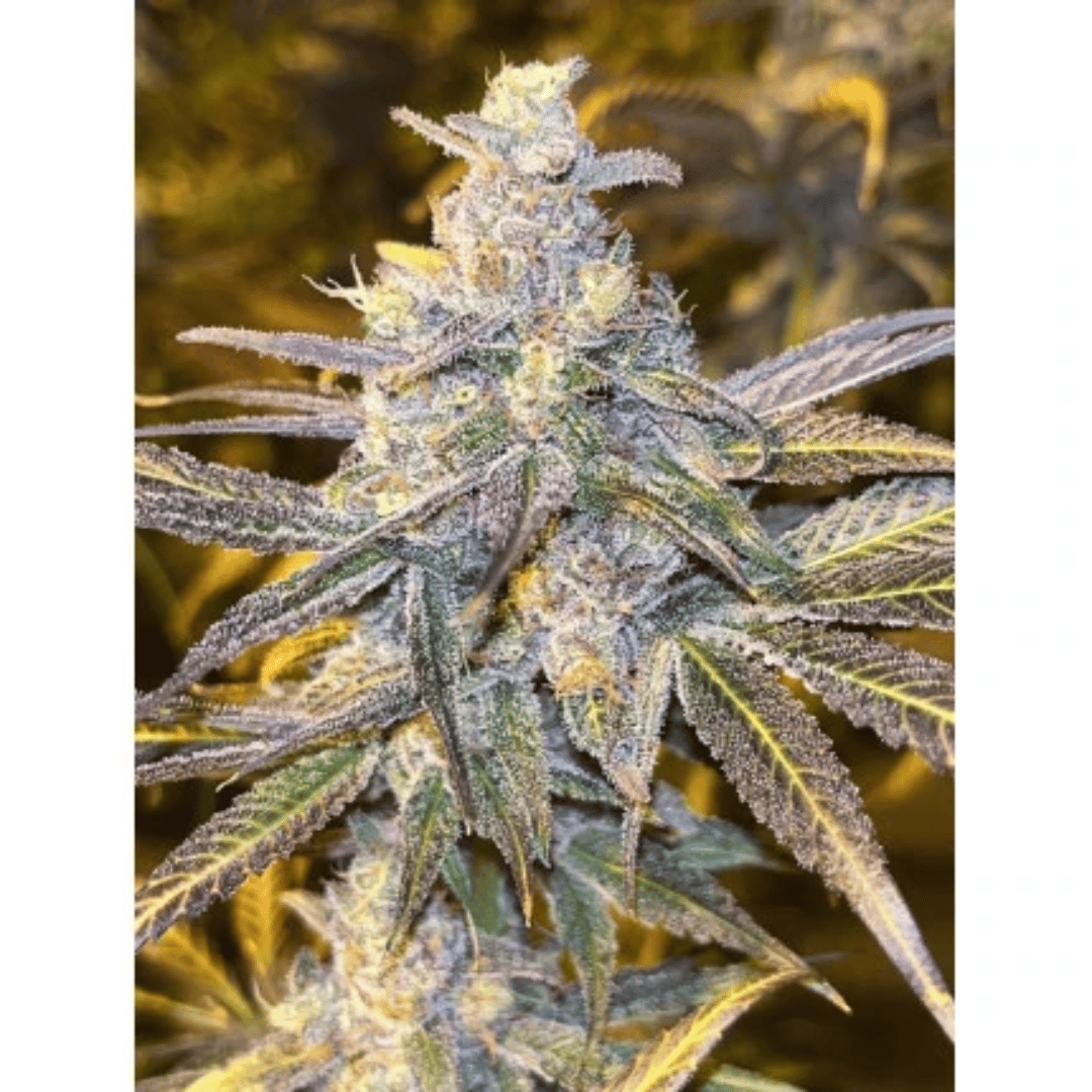 Frozen Biscotti x3 Málaganjah Cannabis