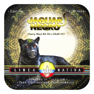 Jaguar Negro OLD x10