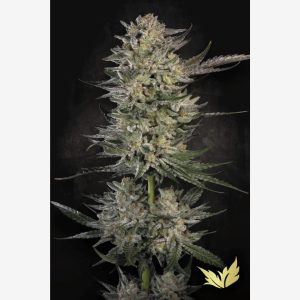 Candy Breath X 3