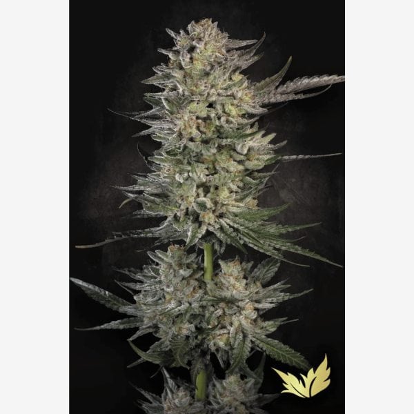 Candy Breath X 3