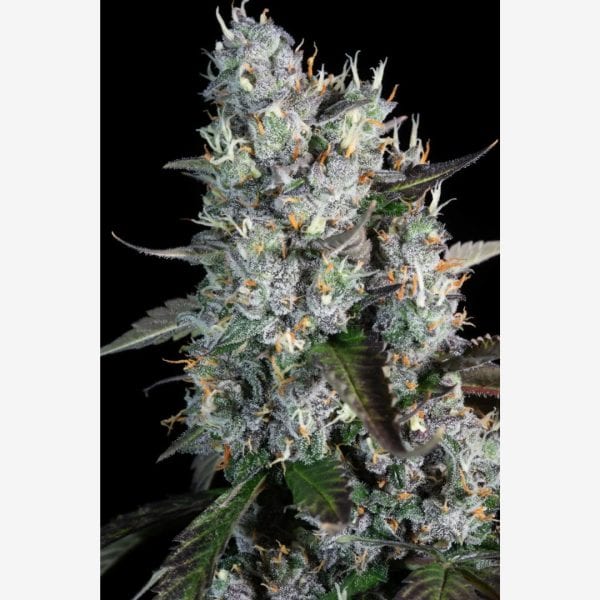 Red Velvet Auto X3 Málaganjah