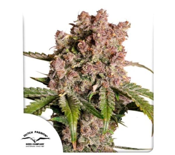 AUTO STRAWBERRY SODA