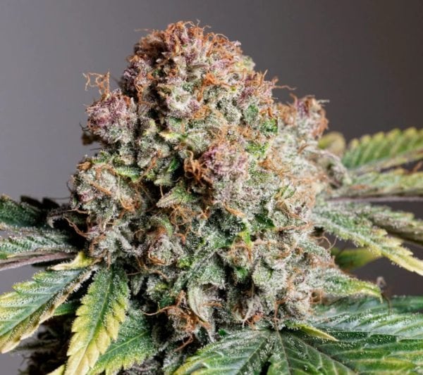 AUTO STRAWBERRY SODA Málaganjah