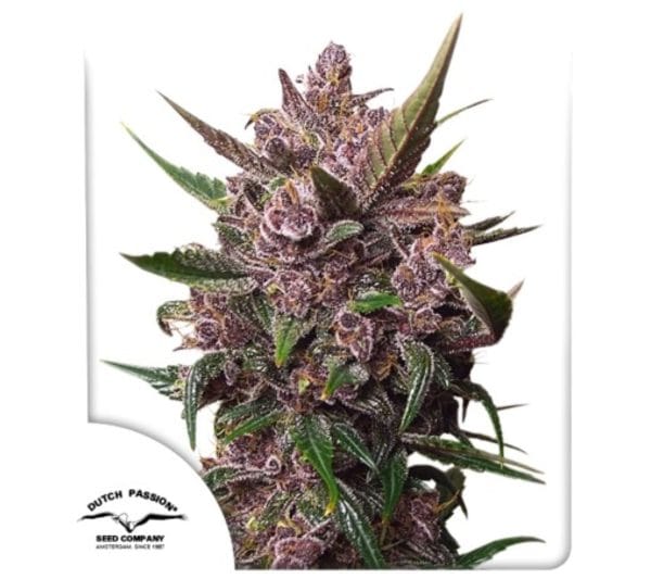 Auto Blackberry Kush