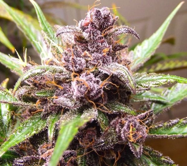 Auto Blackberry Kush Málaganjah