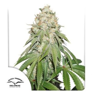 Banana Blaze