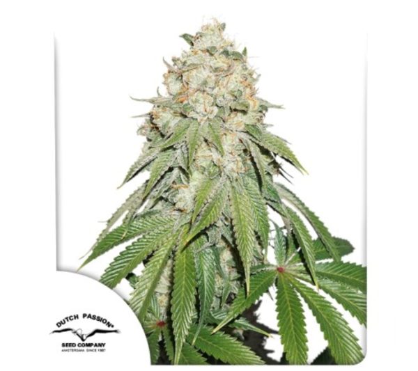Banana Blaze