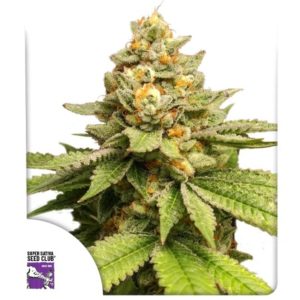 GREEN PAPAYA