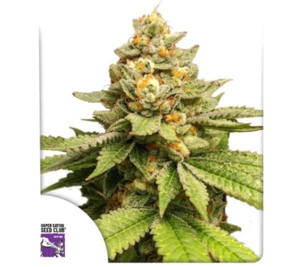 GREEN PAPAYA