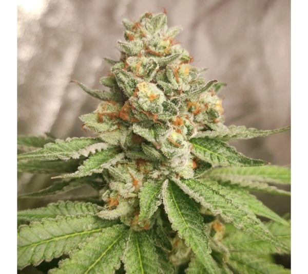 GREEN PAPAYA Málaganjah