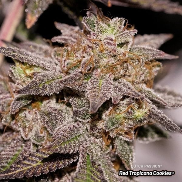 RED TROPICANA COOKIES Málaganjah